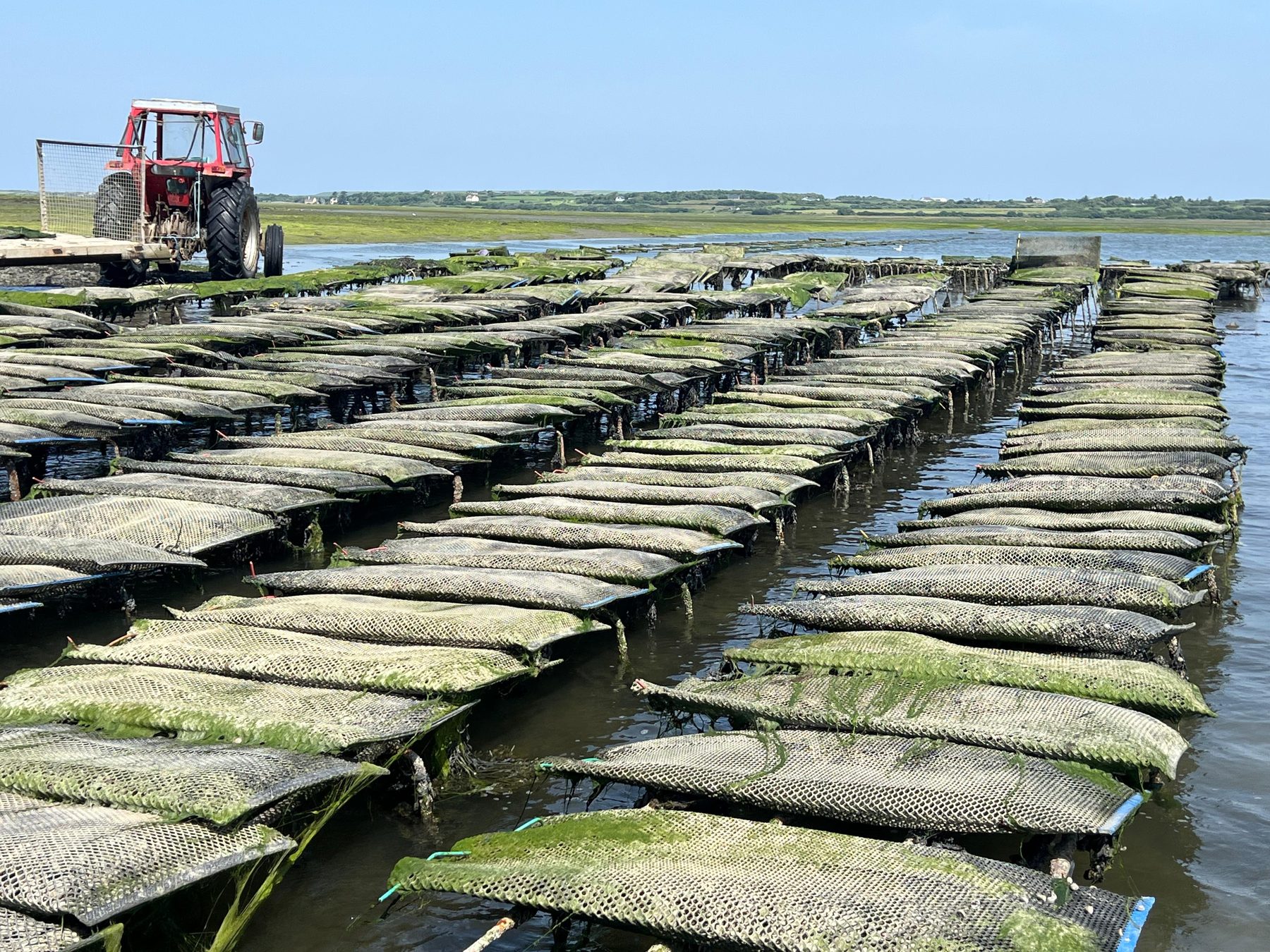One of Shannon Oysters' two David Brown tractors on the trestles at Poulnasherry Bay