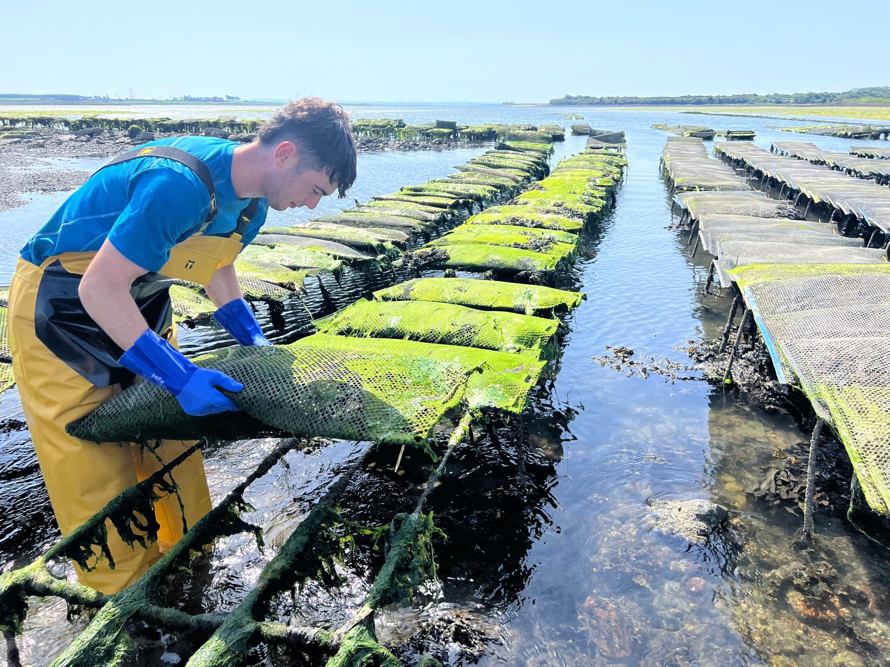 Oyster trestles in Poulnasherry Bay, Co. Clare