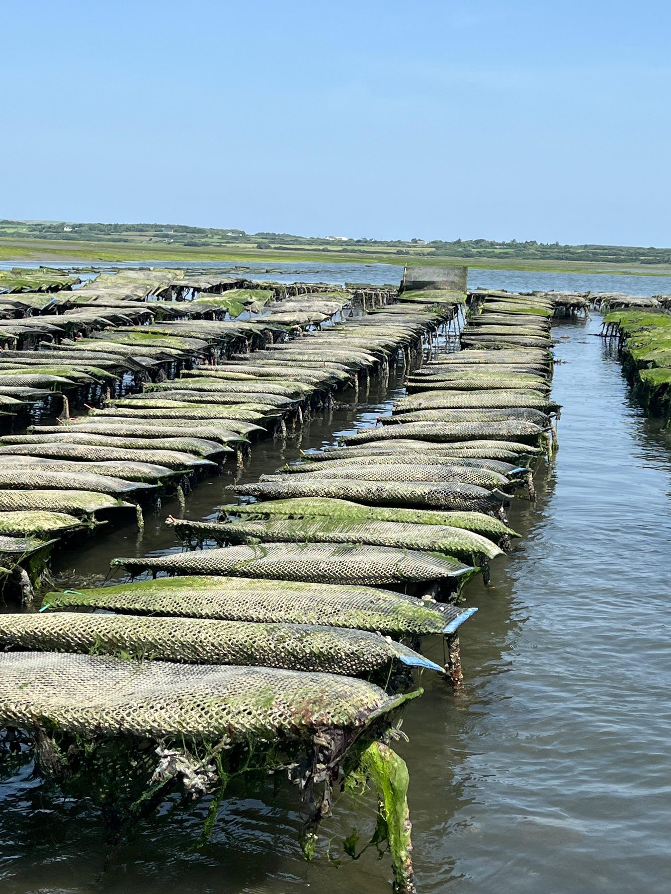 Oyster trestles along the shoreline of Poulnasherry Bay