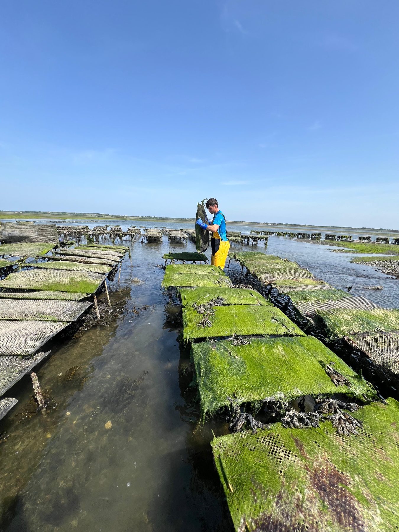 Turning oyster bags on the trestles at Shannon Oysters