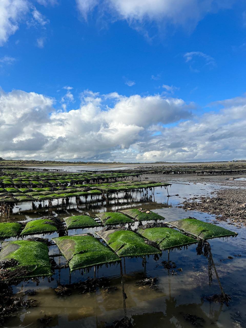 Poulnasherry Bay oyster farm at low tide