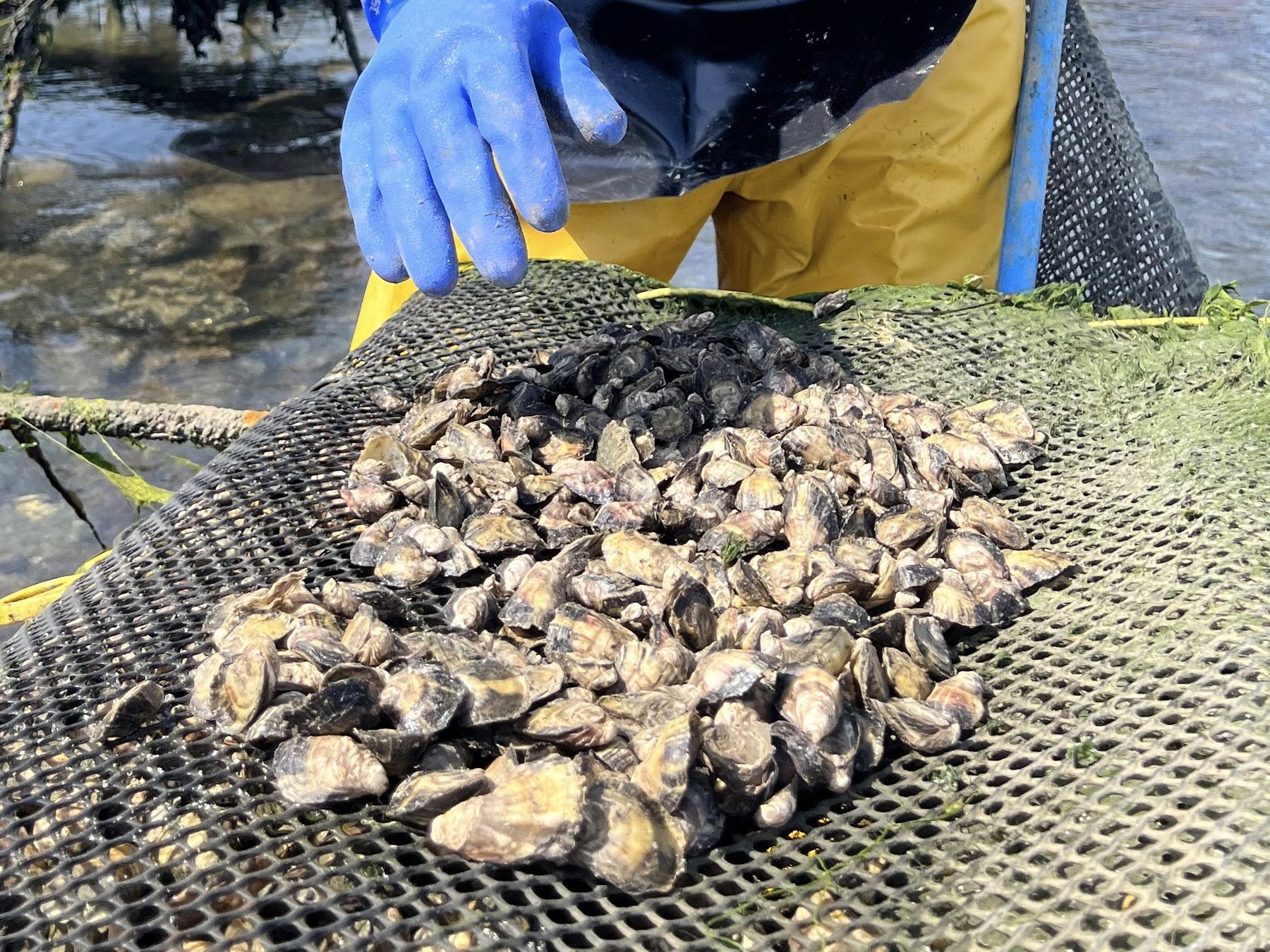 Grade 4 Irish Pacific oysters from Shannon Oysters