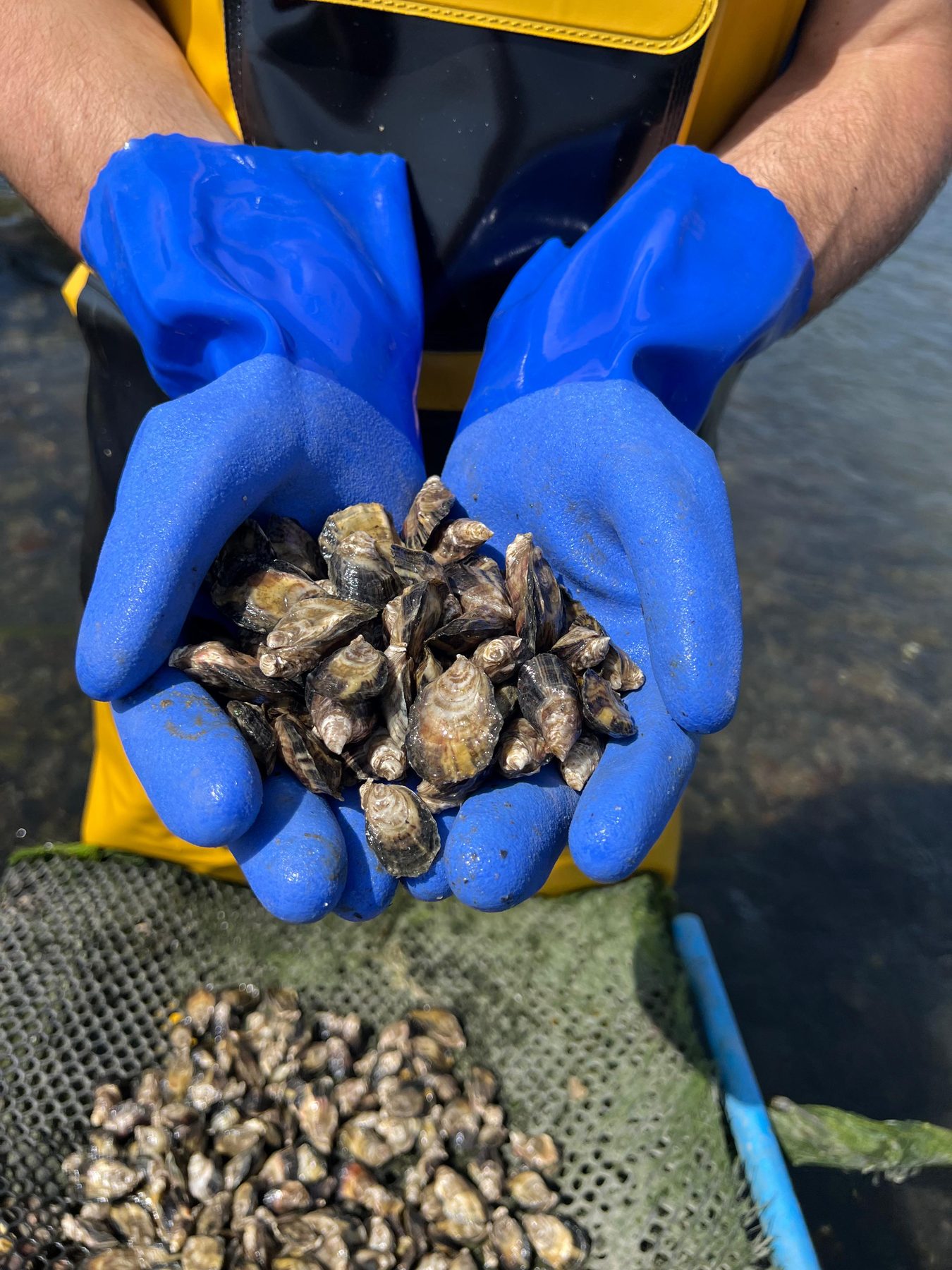 Irish Pacific oysters grown by Shannon Oysters, Poulnasherry Bay