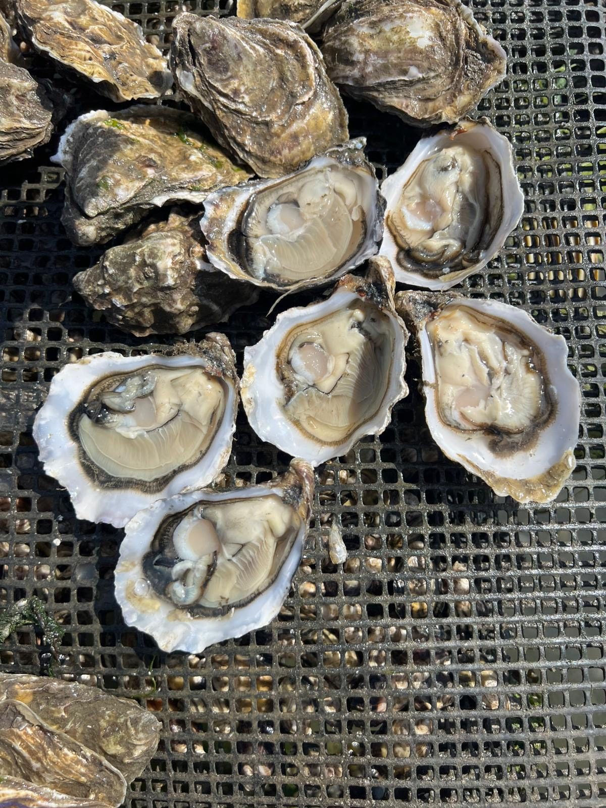Grade 3 Irish Pacific oysters grown by Shannon Oysters
