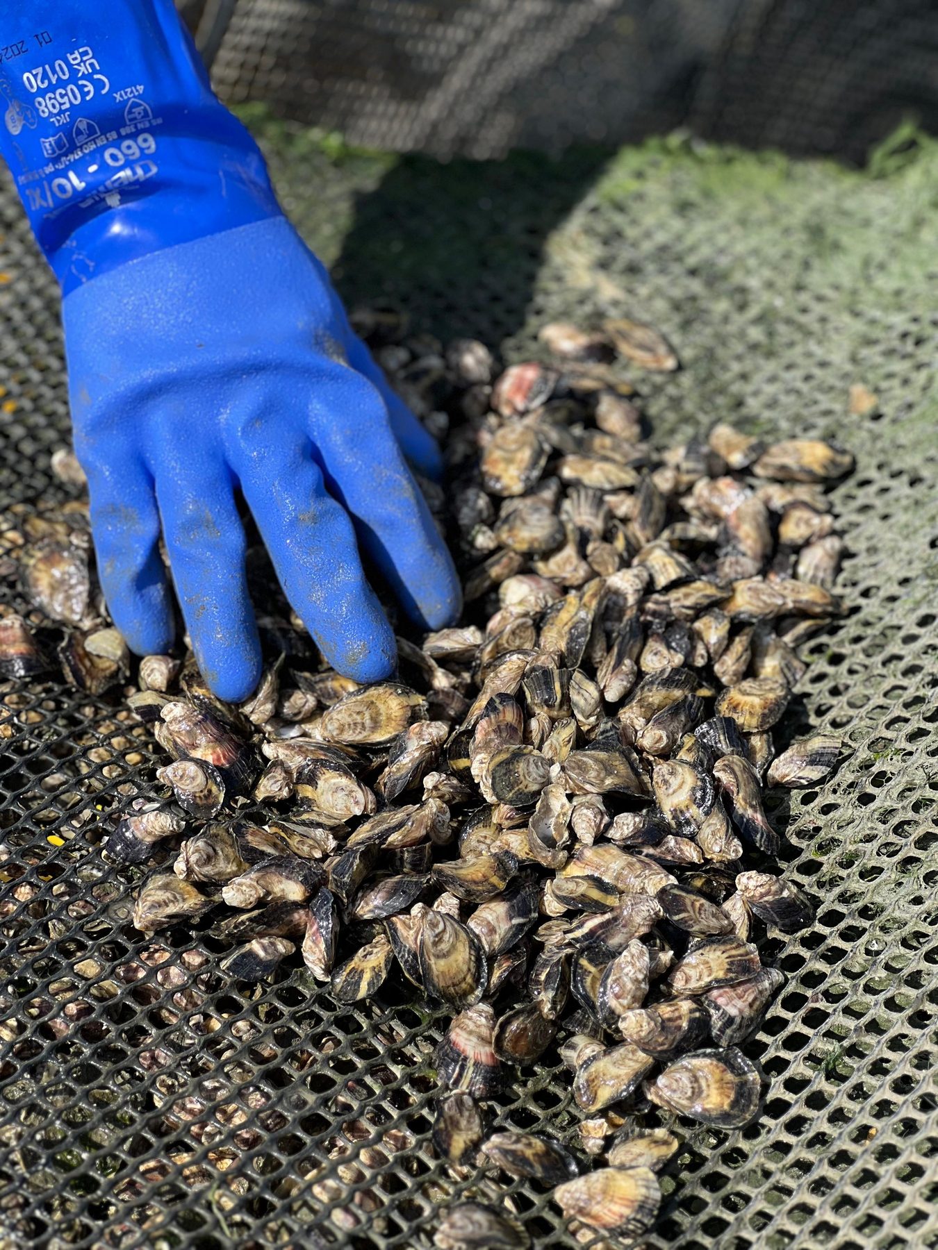 Juvenile seed oysters cupped in hand at Shannon Oysters